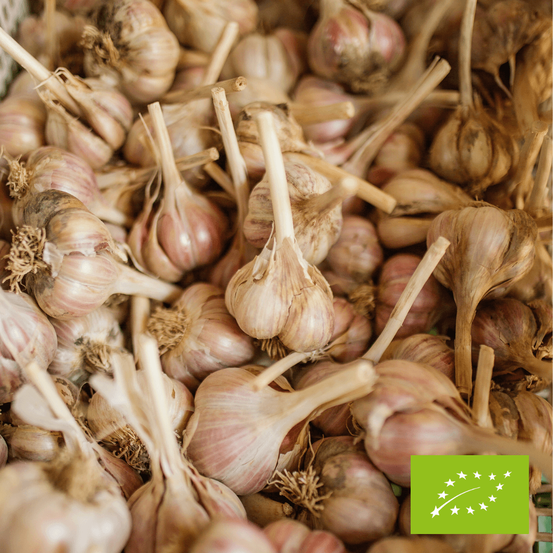 Czosnek duży EKO 3 szt.