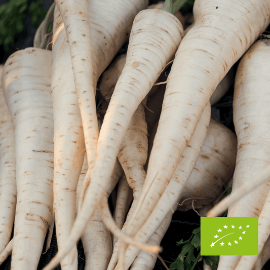 Pietruszka korzeń EKO 500 g