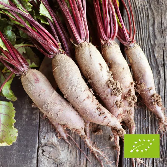 Buraki czerwone długie EKO 1 kg
