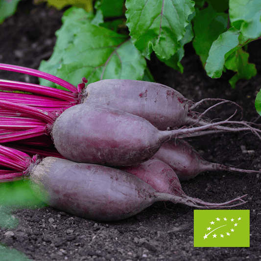 Buraki podłużne drobne EKO 1 kg