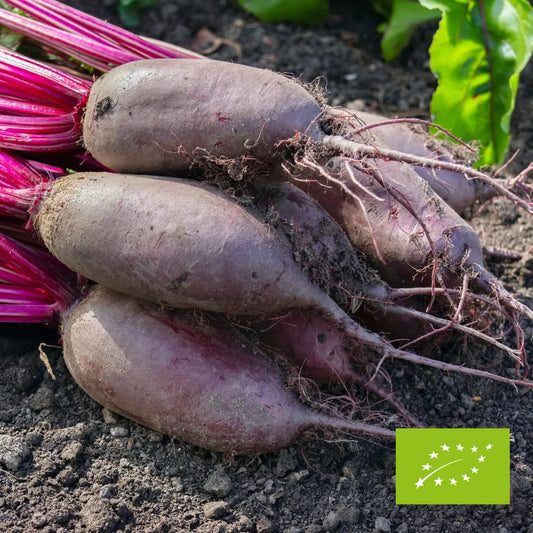 Buraki podłużne Opolskie EKO 3 kg