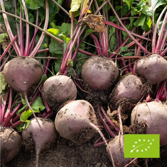 Burak czerwony EKO 1 kg